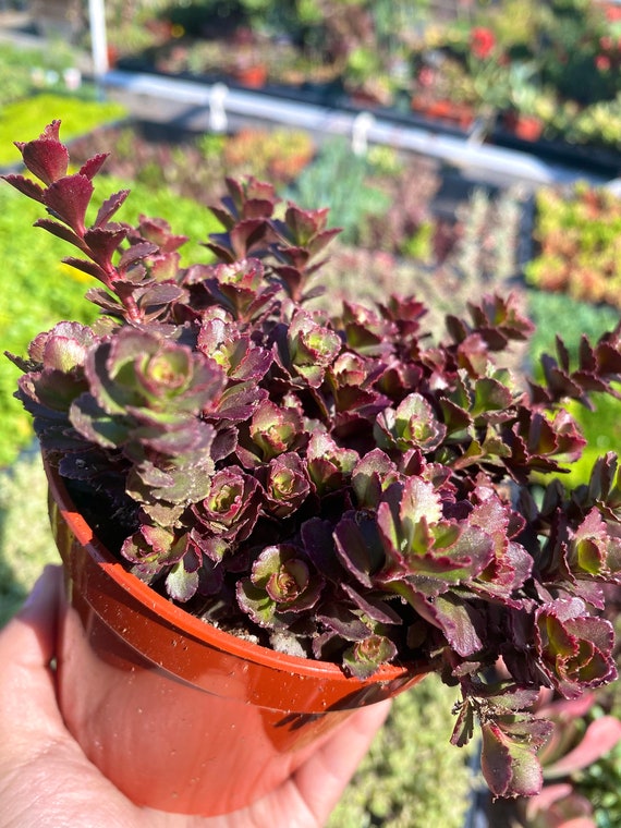 4 Sedum Spurium Red Carpet Stonecrop Sedum Spurium Elizabeth - Etsy