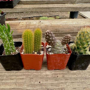 Cactus Bundle Mini Cacti Bundle - Etsy