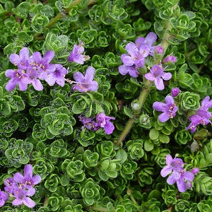 Pink Thyme - Live Plant Quad