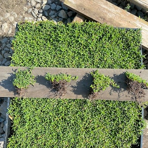 Ruschia Lineolata 'Nana' - Dwarf Carpet of Stars - PPAF - Succulent Lawn Substitute