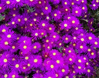 Lavender Trailing Iceplant Plugs