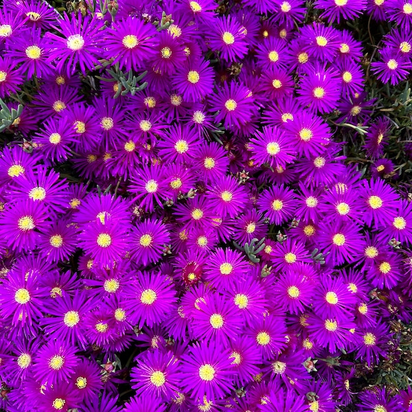 Lavender Trailing Iceplant Plugs