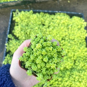 2 Sedum Acre Gold Moss Live Plant Stonecrop image 2