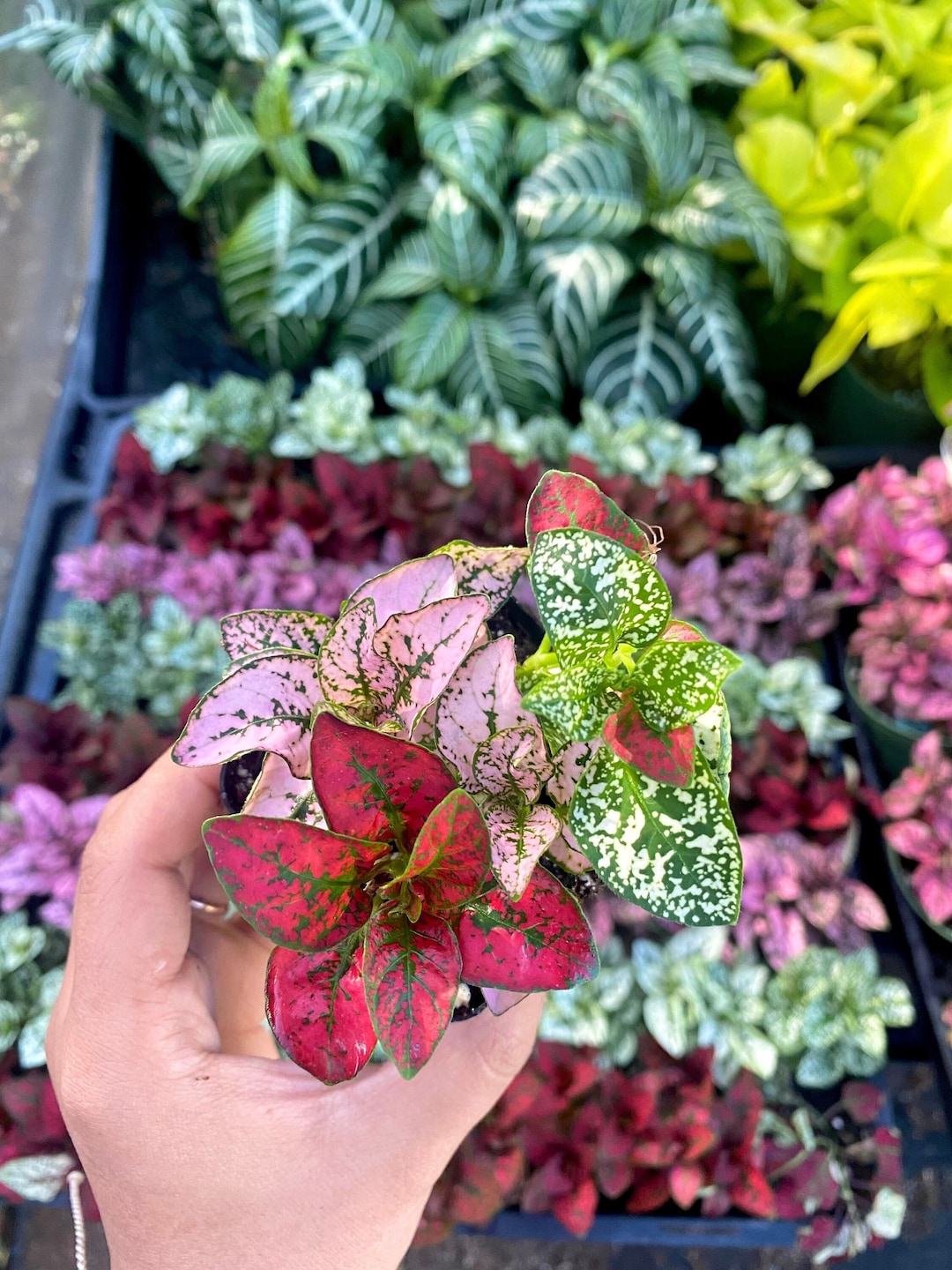 Tricolor Polka Dot Plant - Hypoestes Phyllostachya - Live House Plant (2"  Nursery Pot) - Etsy