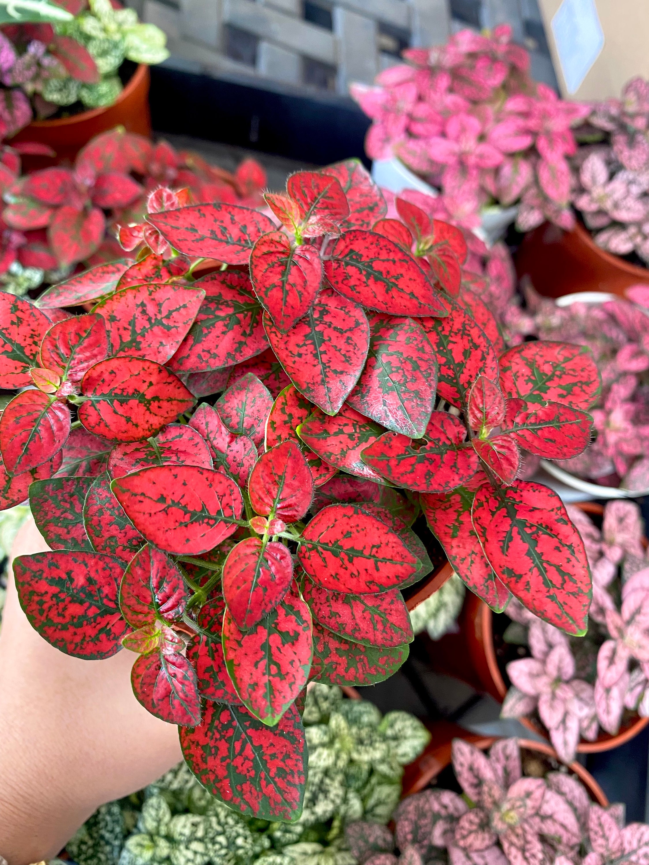 4 Red Polka Dot Plant House Plant Live House Plant Etsy