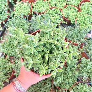 String of Dolphins Plant - Senecio Peregrinus - Dolphin Plant - Trailing and Fully Rooted Live Plant - Rare Variety