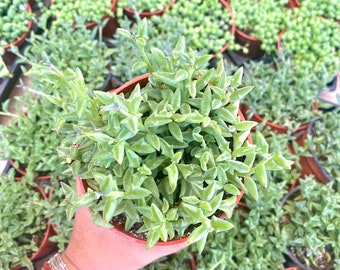 String of Dolphins Plant - Senecio Peregrinus - Dolphin Plant - Trailing and Fully Rooted Live Plant - Rare Variety