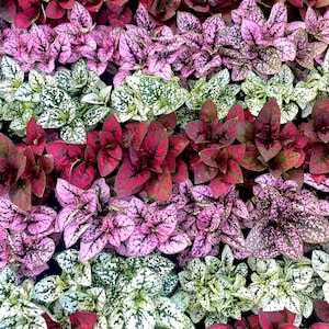 May include: A close-up of a variety of plants with speckled leaves. The leaves are red, pink, and white with green speckles.