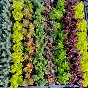 2&quot; Sedum Pots - Stonecrop