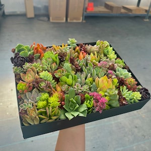 k succulent Custom Gift Delivery | Personalized Succulent Garden