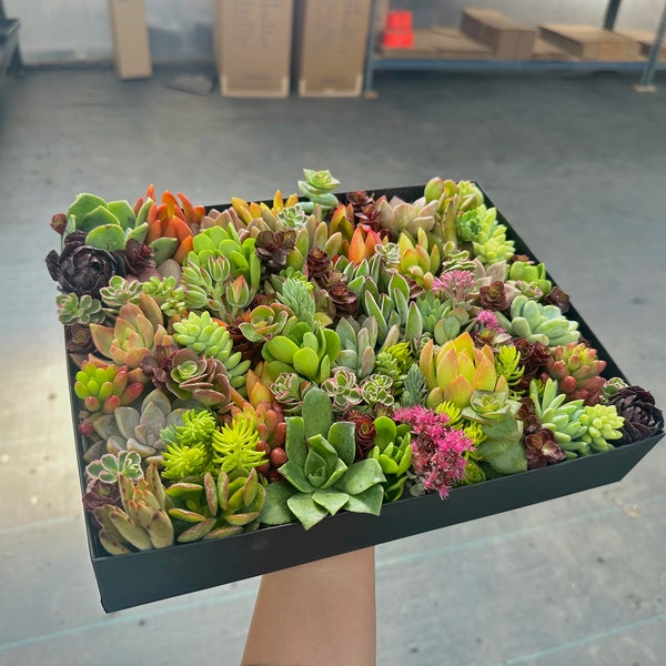 Coffret cadeau de 60+ boutures de succulentes assorties | Mini lot de plantes succulentes non racinées pour décorations DIY, articles de fête et cadeaux