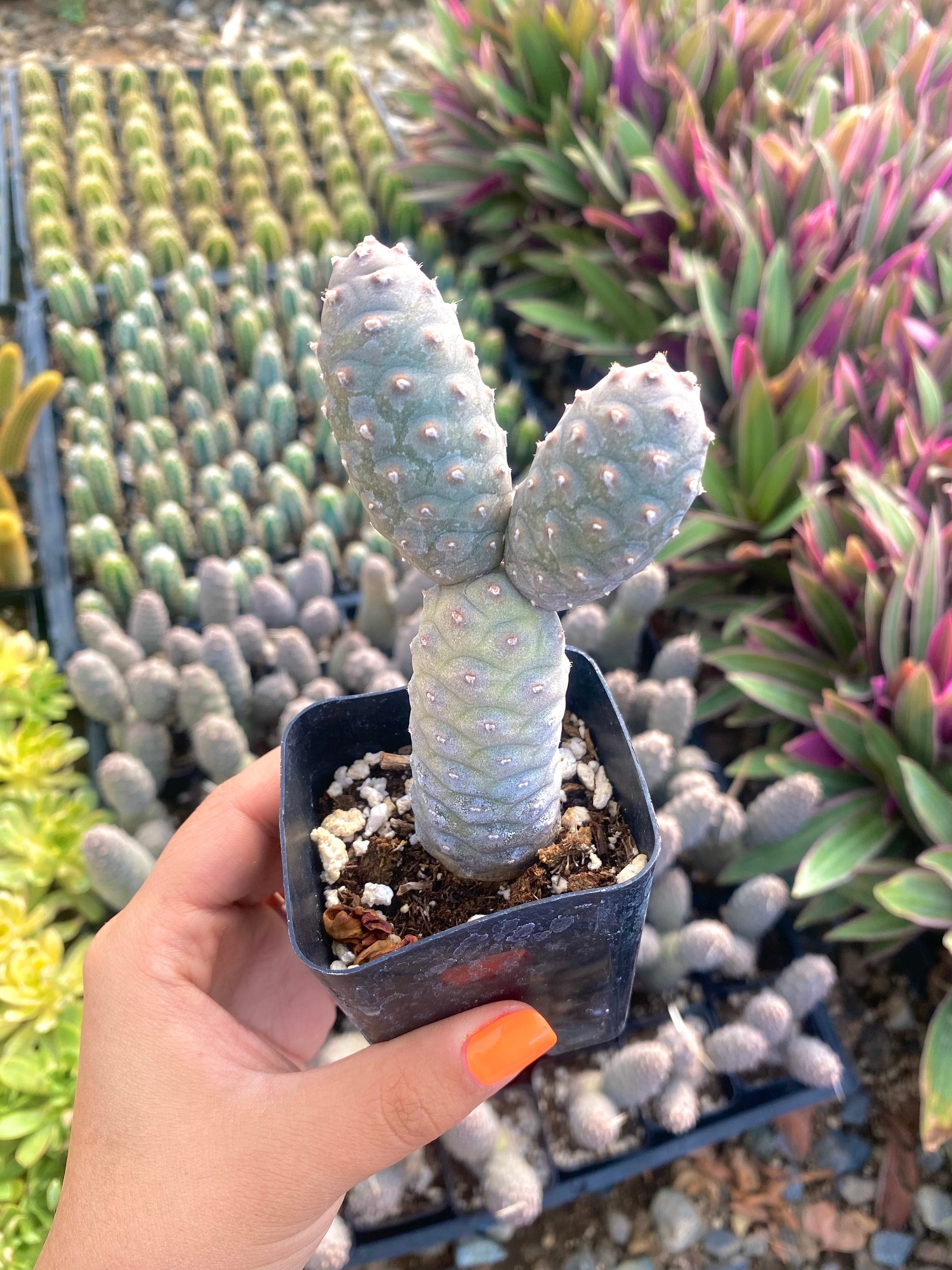 2.5" Pinecone Cactus - Tephrocactus Articulatus - Etsy
