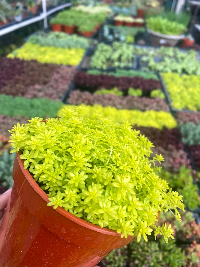 4 Sedum Acre Gold Moss Live Plant Stonecrop image 2