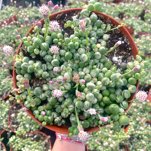 6" Fully Rooted Variegated String of Pearls - Rowleyanus Variegata