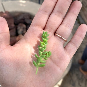 15 Sedum Brevifolium Cuttings Stonecrop Groundcover Cuttings image 3