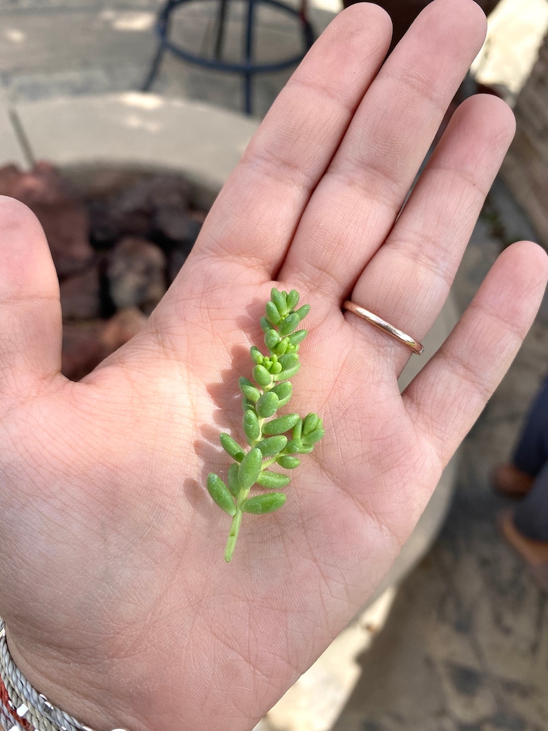 15 Sedum Brevifolium Cuttings Stonecrop Groundcover Cuttings image 3