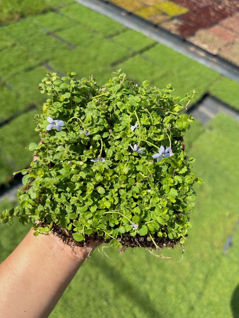 Isotoma Blue Star Creeper Live Plant Quad image 3