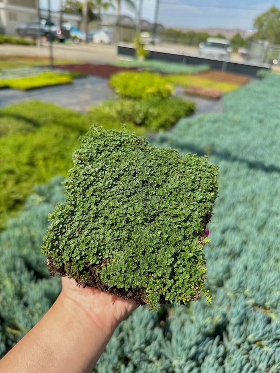 Elfin Thyme - Live Plant Quad