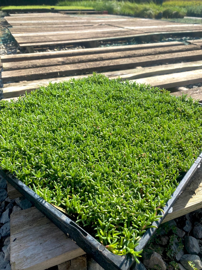 Ruschia Lineolata 'nana' Dwarf Carpet of Stars Etsy