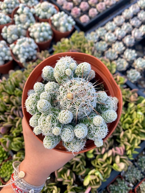 Thimble Cactus - Mammillaria Gracilis Fragilis - Live Plant - Etsy