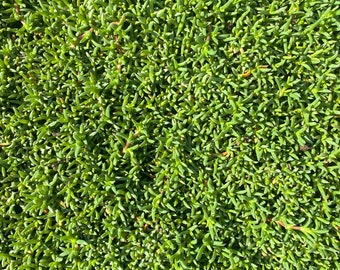 Ruschia Lineolata 'Nana' - Dwarf Carpet of Stars Bareroot Plugs - Drought Tolerant Lawn Substitute - Succulent Lawn Substitute - PPAF