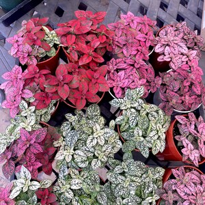 May include: A collection of potted plants with pink, red, and white speckled leaves. The plants are arranged in a grid pattern on a black metal surface.