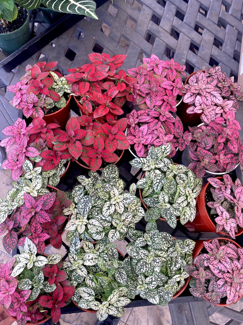 May include: A collection of potted plants with pink, red, and white speckled leaves. The plants are arranged in a grid pattern on a black metal surface.