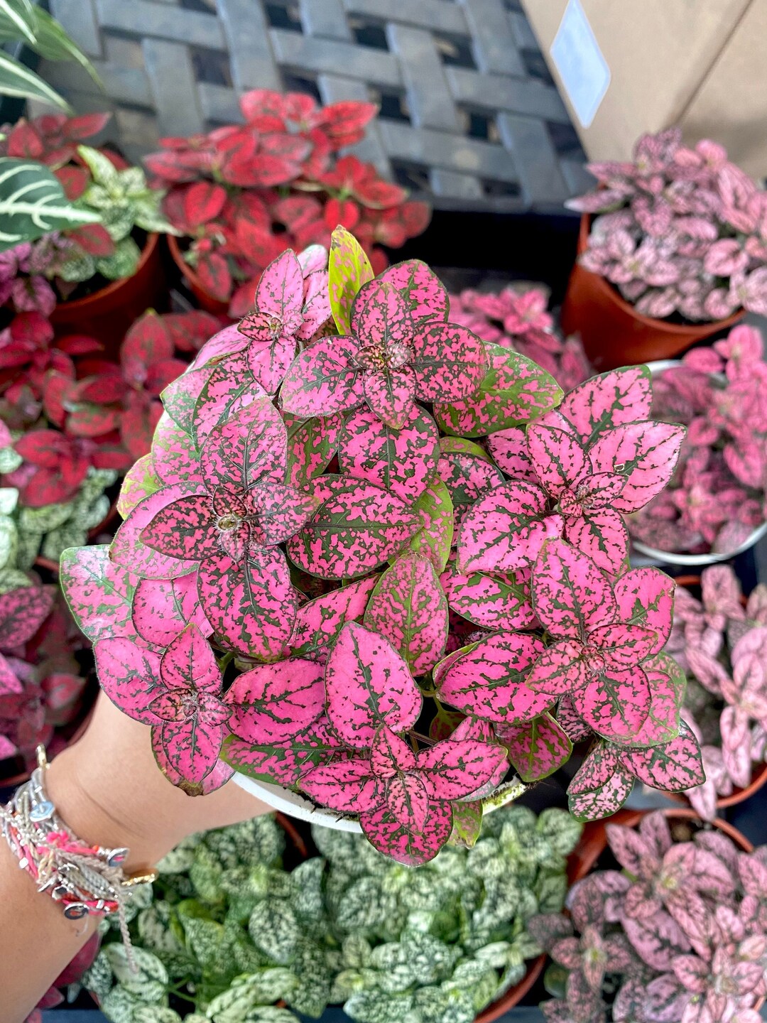 4 Hot Pink Polka Dot Plant House Plant Live House Plant Etsy