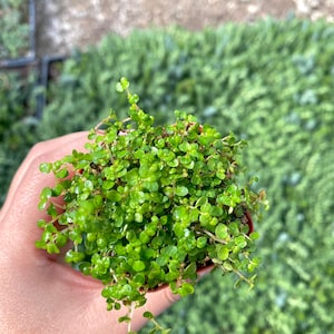 2 Baby Tears Soleirolia Soleirolii Live Plant Fully Rooted image 3