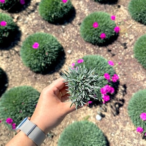 Puede incluir: Una mano sosteniendo una pequeña planta redonda y verde con hojas de color gris plateado. La planta está rodeada de otras plantas, incluyendo una variedad de flores rosas.