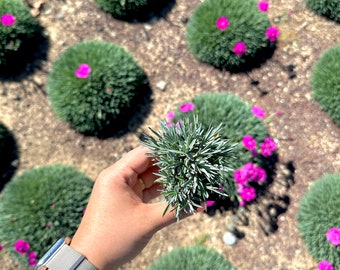 Dianthus ‘Neon Star’ Pink Plugs