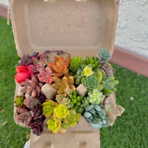 Rainbow Mini Succulent Cuttings in Egg Carton