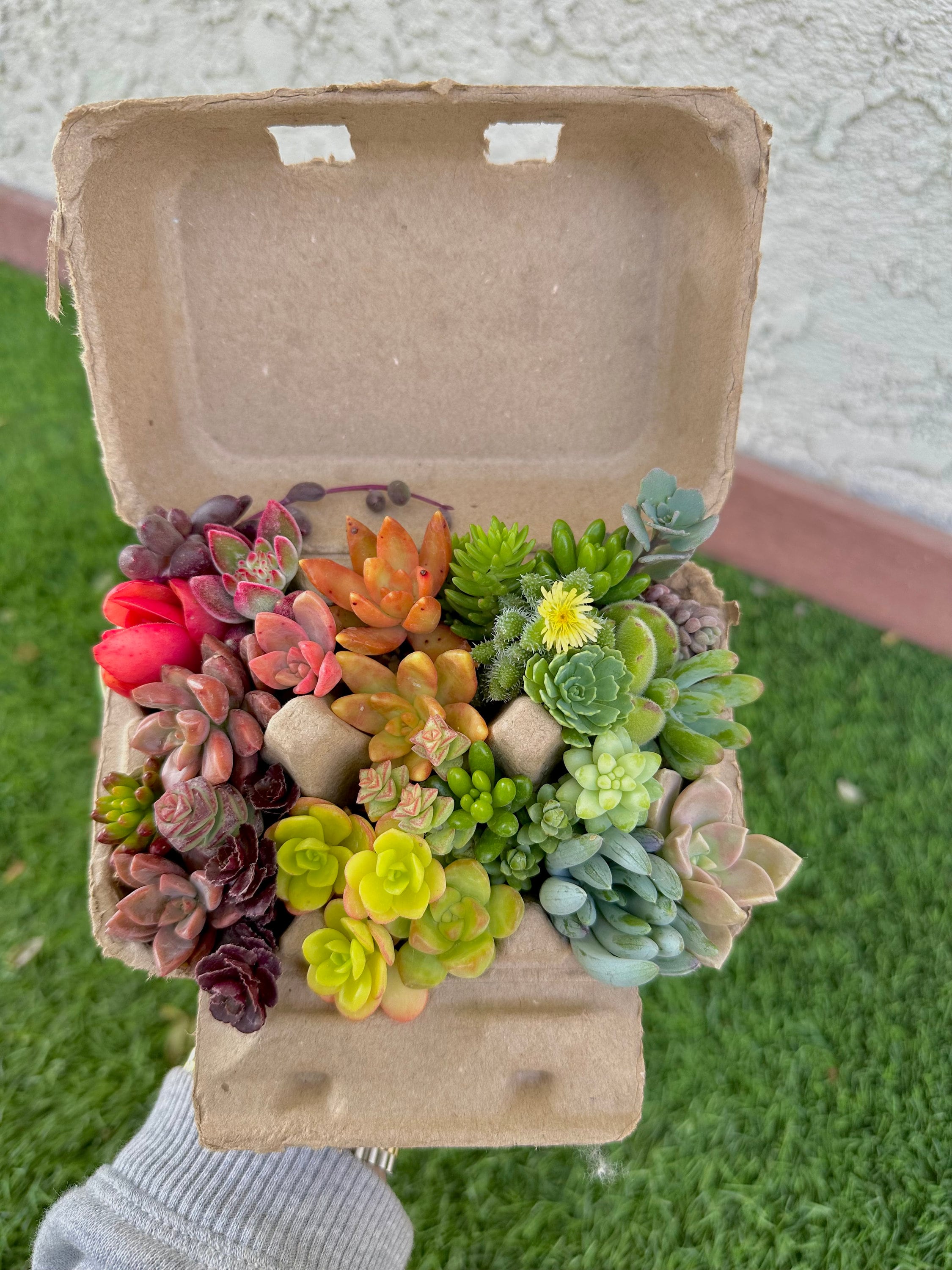 Rainbow Mini Succulent Cuttings in Egg Carton