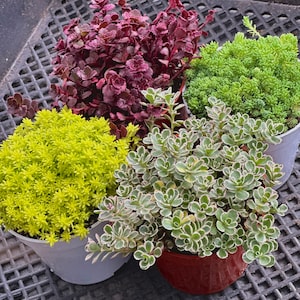 4&quot; Sedum Bundle - Gold Moss - Spurium Tricolor - Bronze Carpet - Green Moss