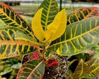 6" Petra Croton Houseplant - Live Plant