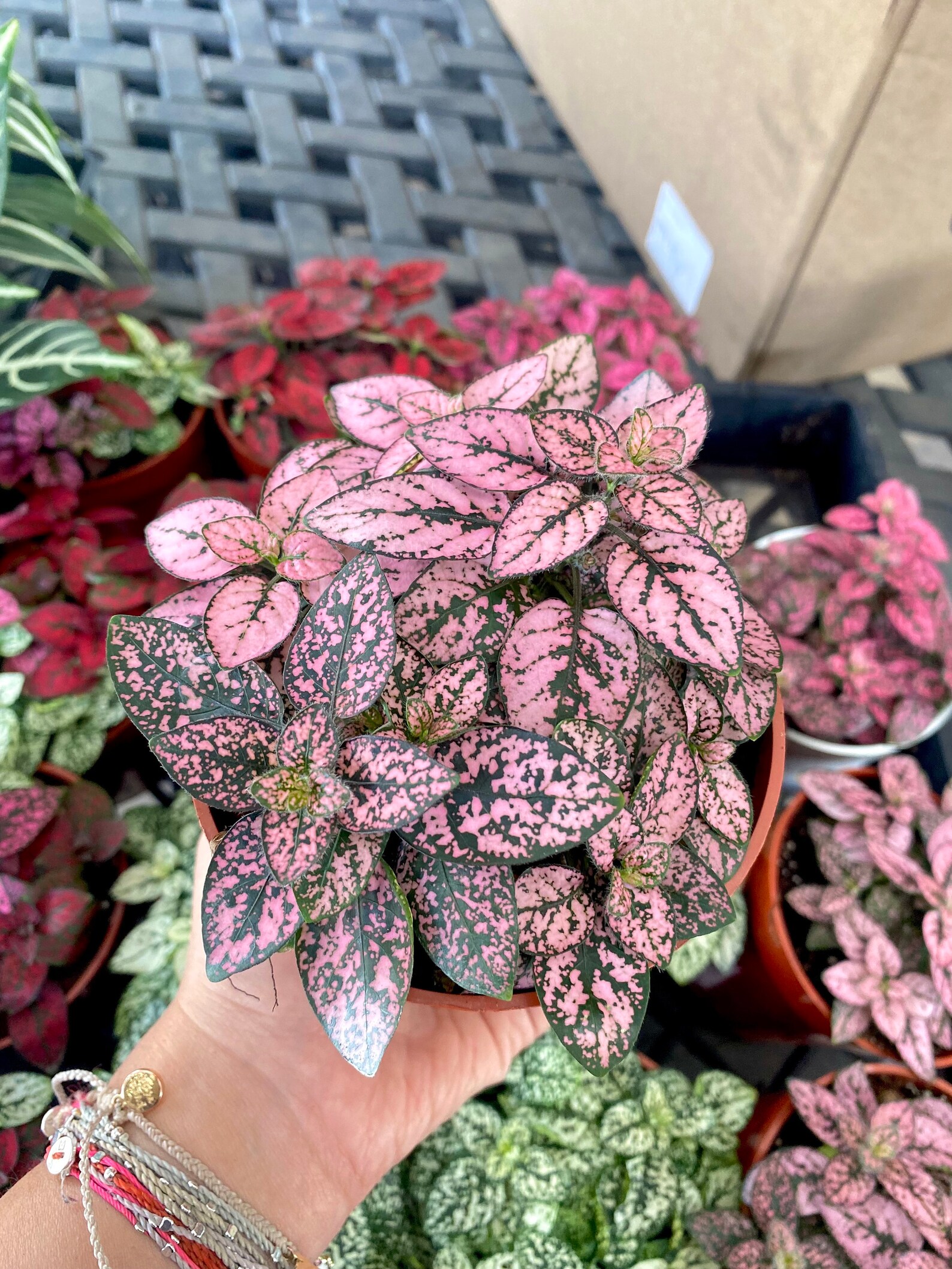 4 Pink Polka Dot Plant House Plant Live House Plant Etsy