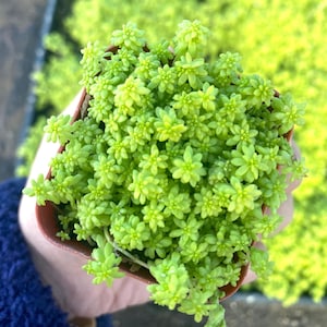 2" Sedum Acre Gold Moss Live Plant - Stonecrop