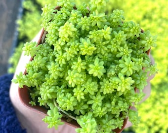 2” Sedum Gold Moss – Live Stonecrop Groundcover, Hardy Creeping Succulent
