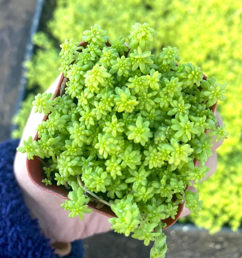 2 Sedum Acre Gold Moss Live Plant Stonecrop image 1