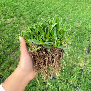 St Augustine Grass BAREROOT - Drought and Shade Tolerant