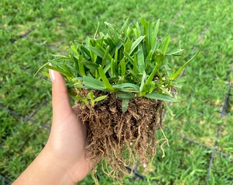 St Augustine Grass BAREROOT - Drought and Shade Tolerant