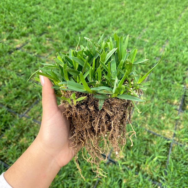 St Augustine Grass BAREROOT - Drought and Shade Tolerant