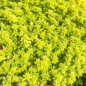 6 Sedum Acre Gold Moss Live Plant Stonecrop image 3