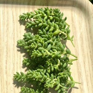 15 Sedum Brevifolium Cuttings Stonecrop Groundcover Cuttings image 4