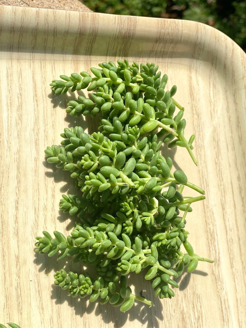 15 Sedum Brevifolium Cuttings Stonecrop Groundcover Cuttings image 4