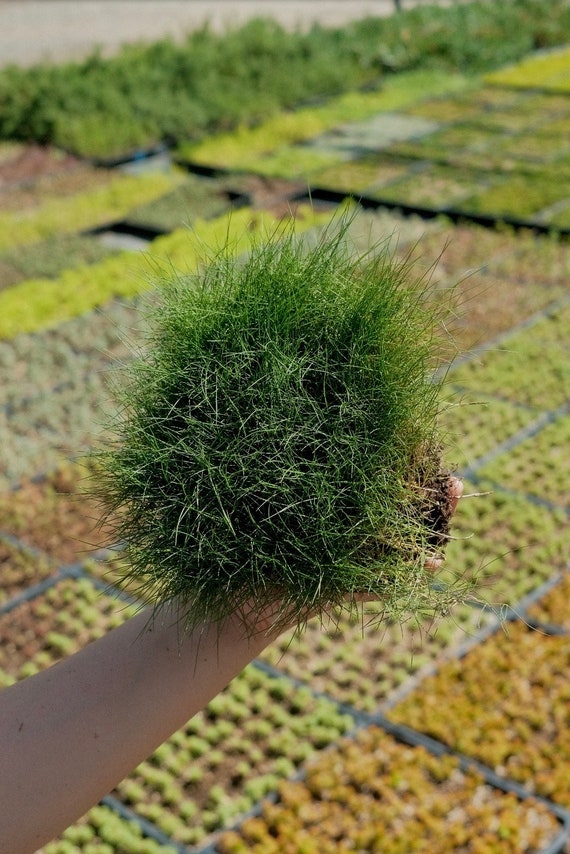 Korean Grass - Live Plant Quad - Etsy