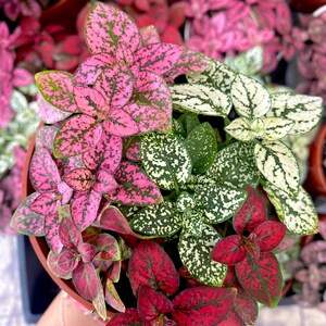 May include: A close-up of a potted plant with three different types of leaves. The leaves are green, pink, and red with white speckles. The plant is in a brown pot.