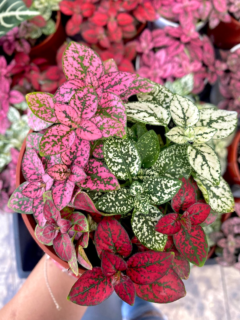 May include: A close-up of a potted plant with three different types of leaves. The leaves are green, pink, and red with white speckles. The plant is in a brown pot.