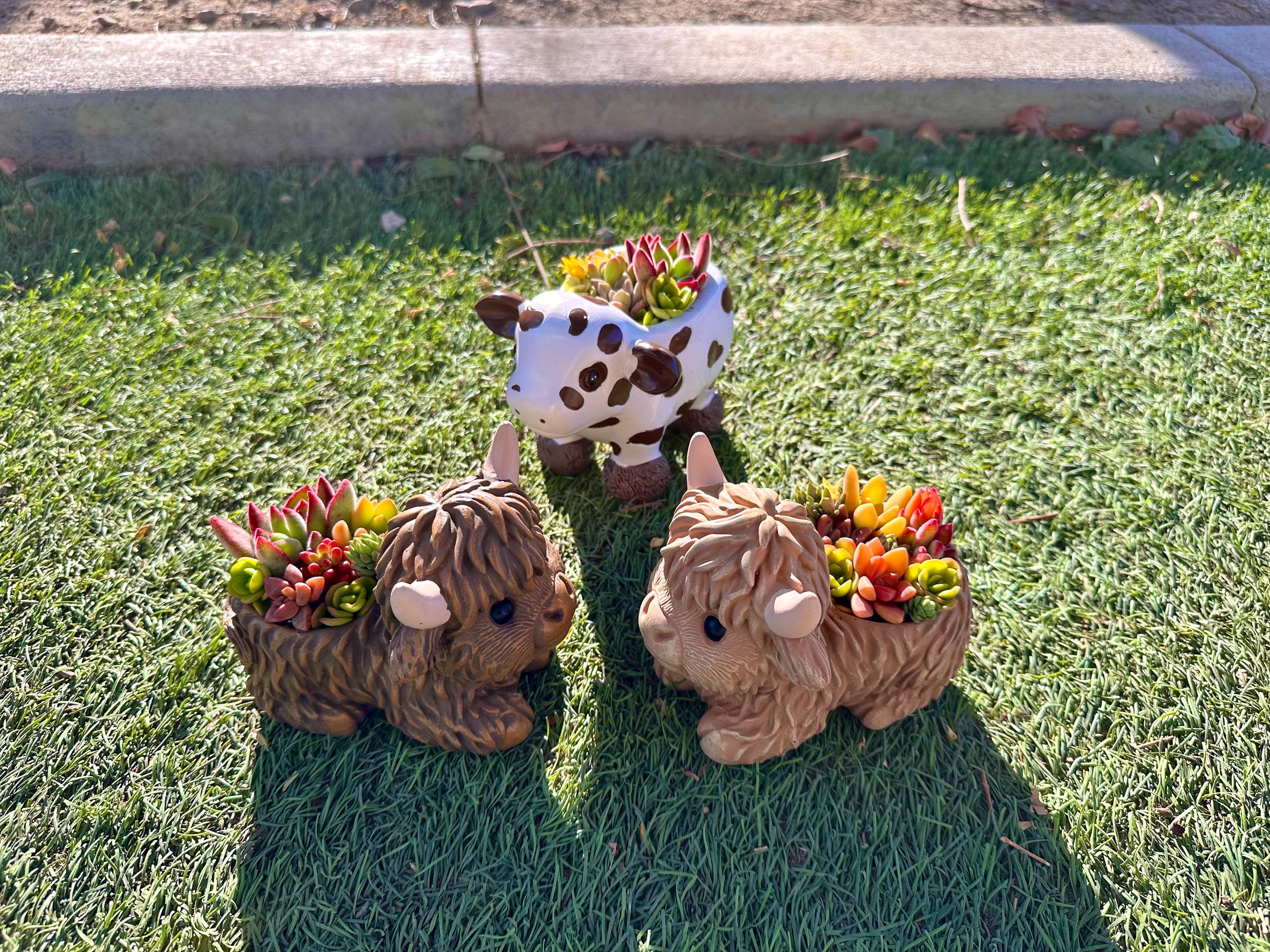 Mini Highland Cow Succulent Arrangement – Cute Succulent Planter, Farmhouse Decor, Unique Gift, Succulent Cow, Handcrafted Planter for Home