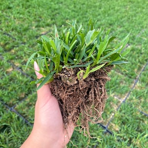 St Augustine Grass BAREROOT Drought and Shade Tolerant image 3